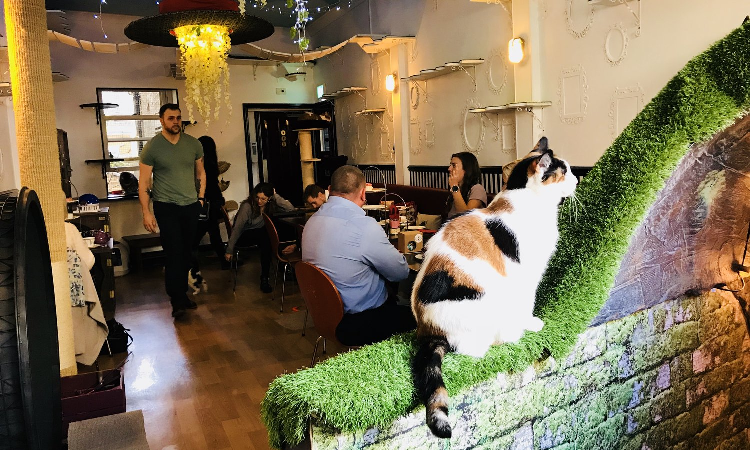 cat cafes in london, london's cat cafes