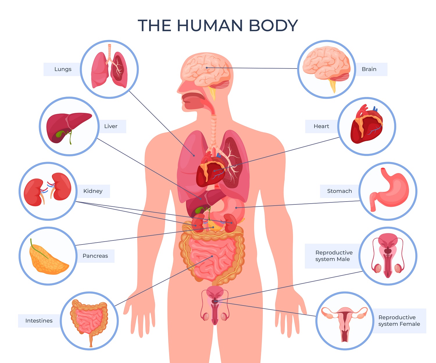 Which is the Most Sensitive Organ in Our Body